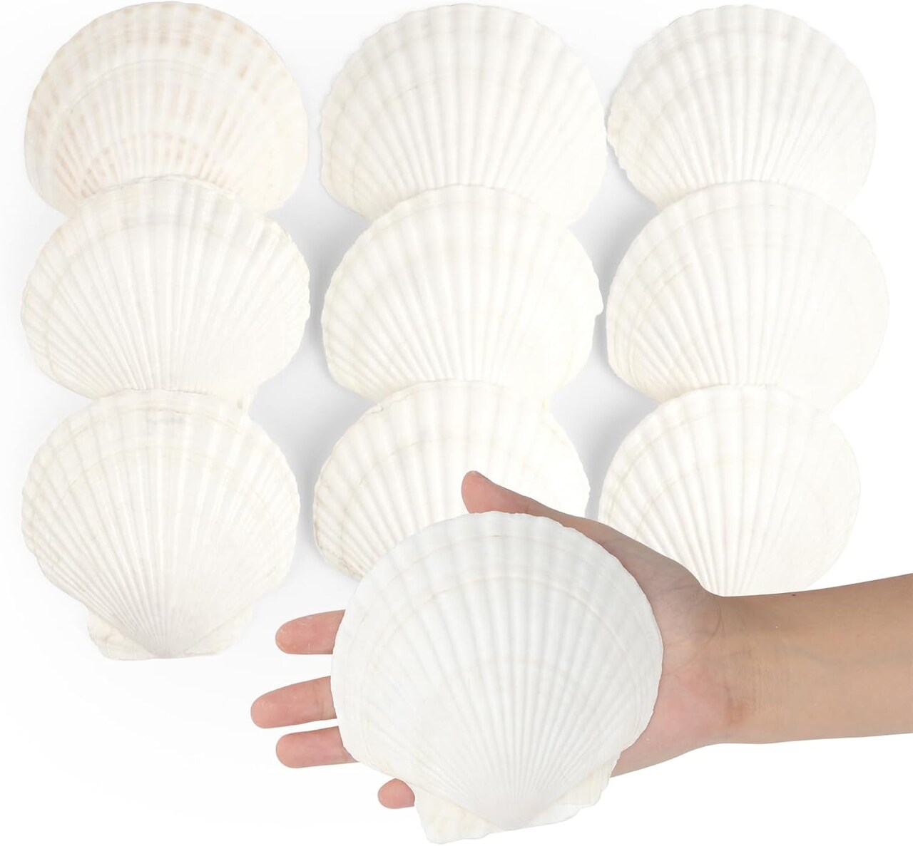 10 PCS Natural Scallop Shells, 4-5” White Seashells for Crafts, Wedding Decor, Beach Party, Fish Tank & Vase Fillers
